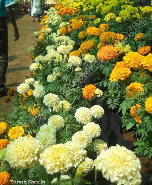 flower-show-2012 (20)